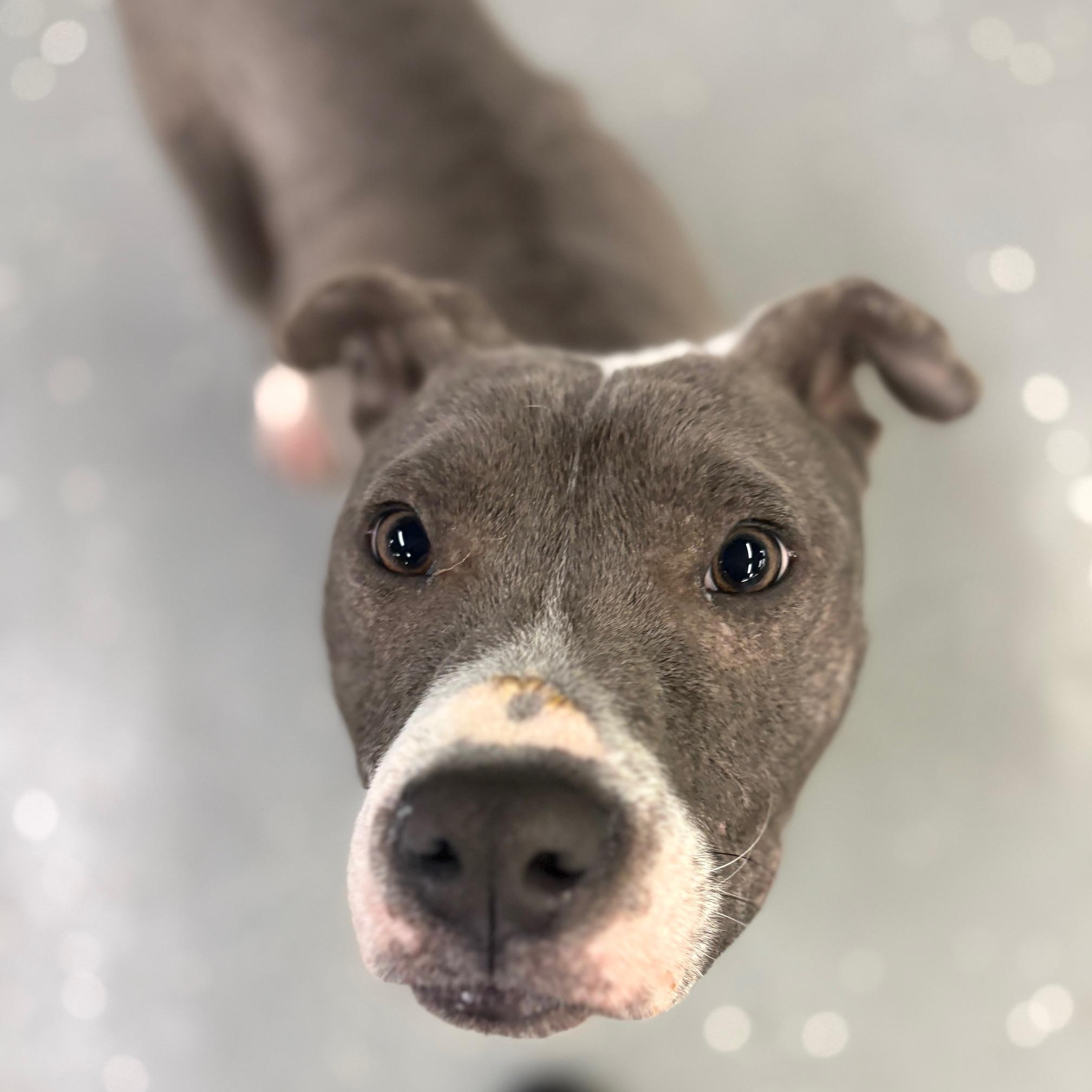 Enlarge Miles, a ADOPTABLE Mixed Breed in Oak Park, MI image 6/6