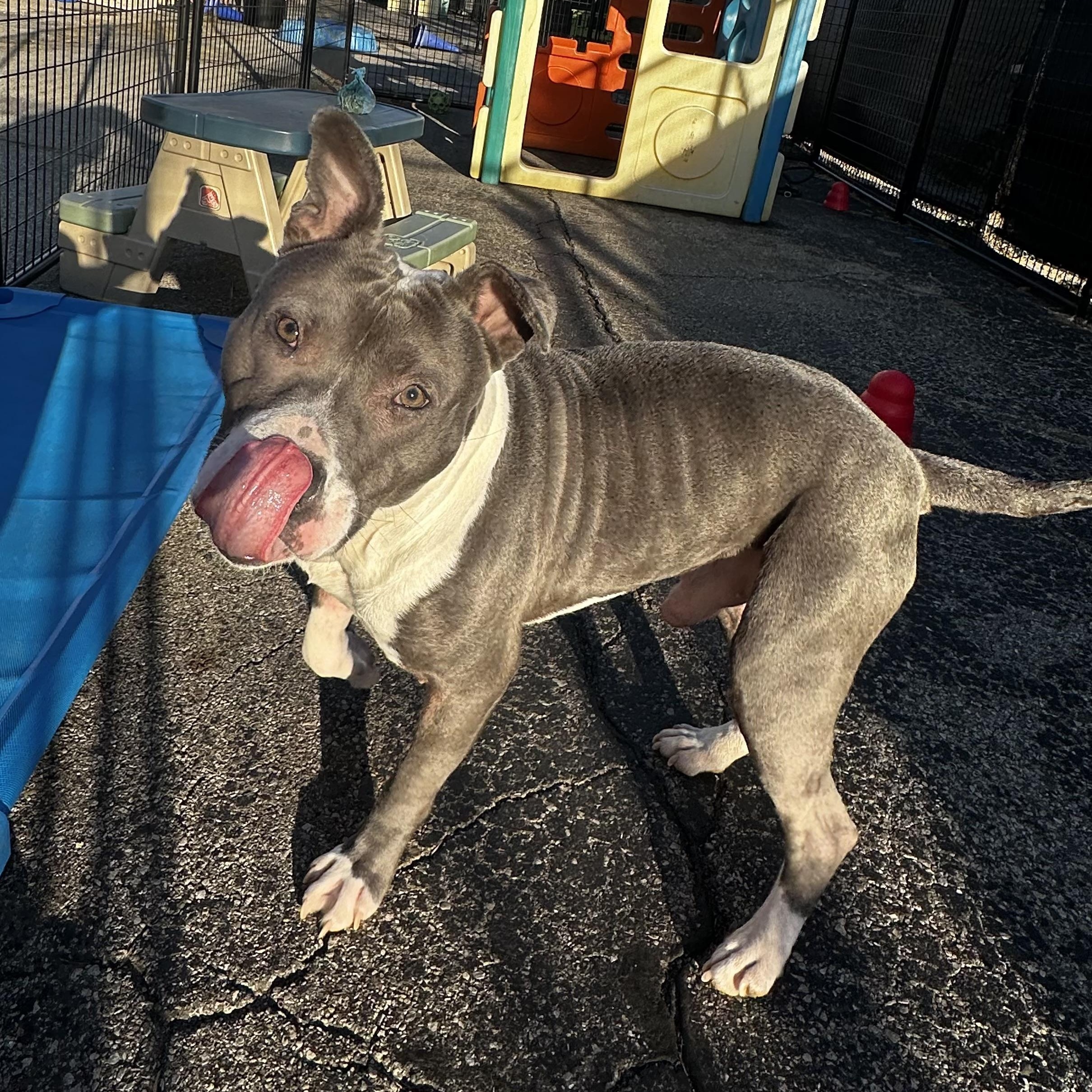 Miles, ADOPTABLE, Young Male Mixed Breed.