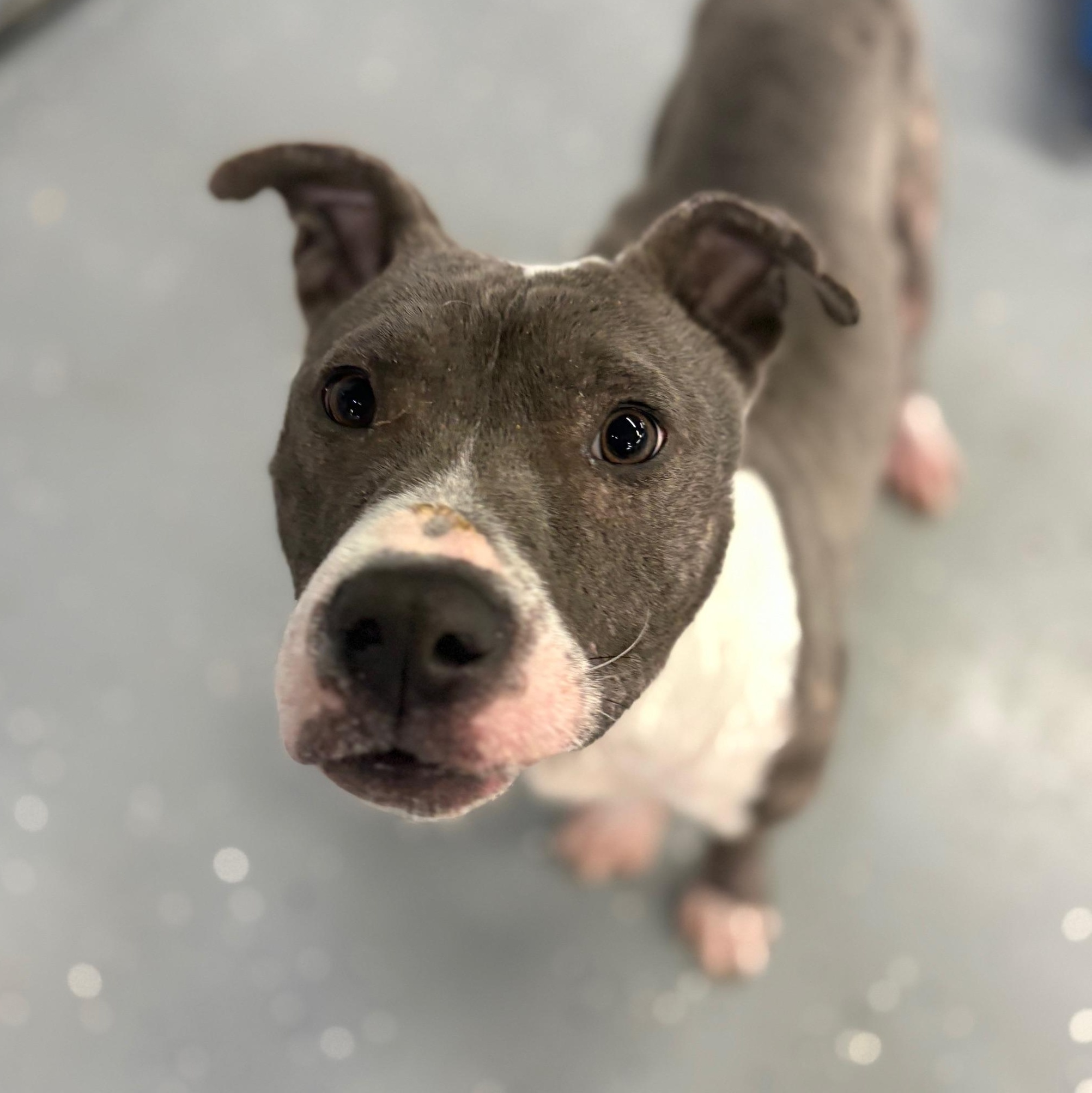 Enlarge Miles, a ADOPTABLE Mixed Breed in Oak Park, MI image 5/6