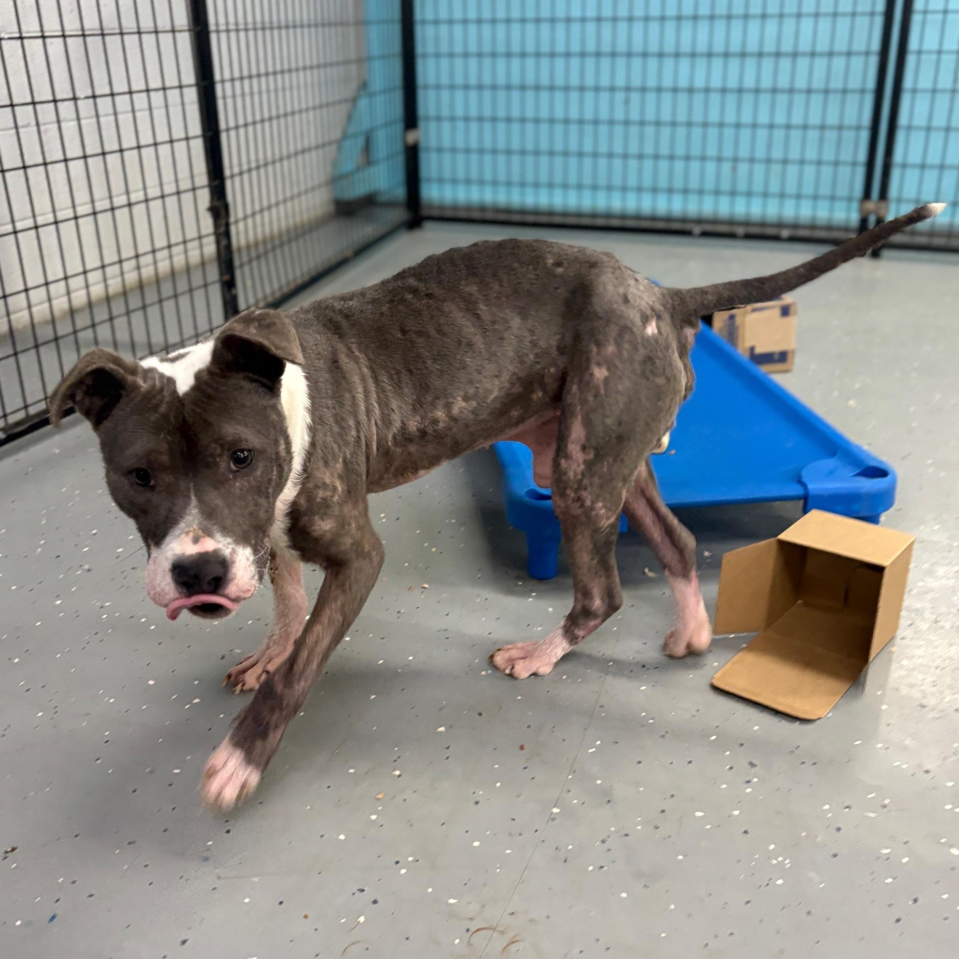 Enlarge Miles, a ADOPTABLE Mixed Breed in Oak Park, MI image 4/6