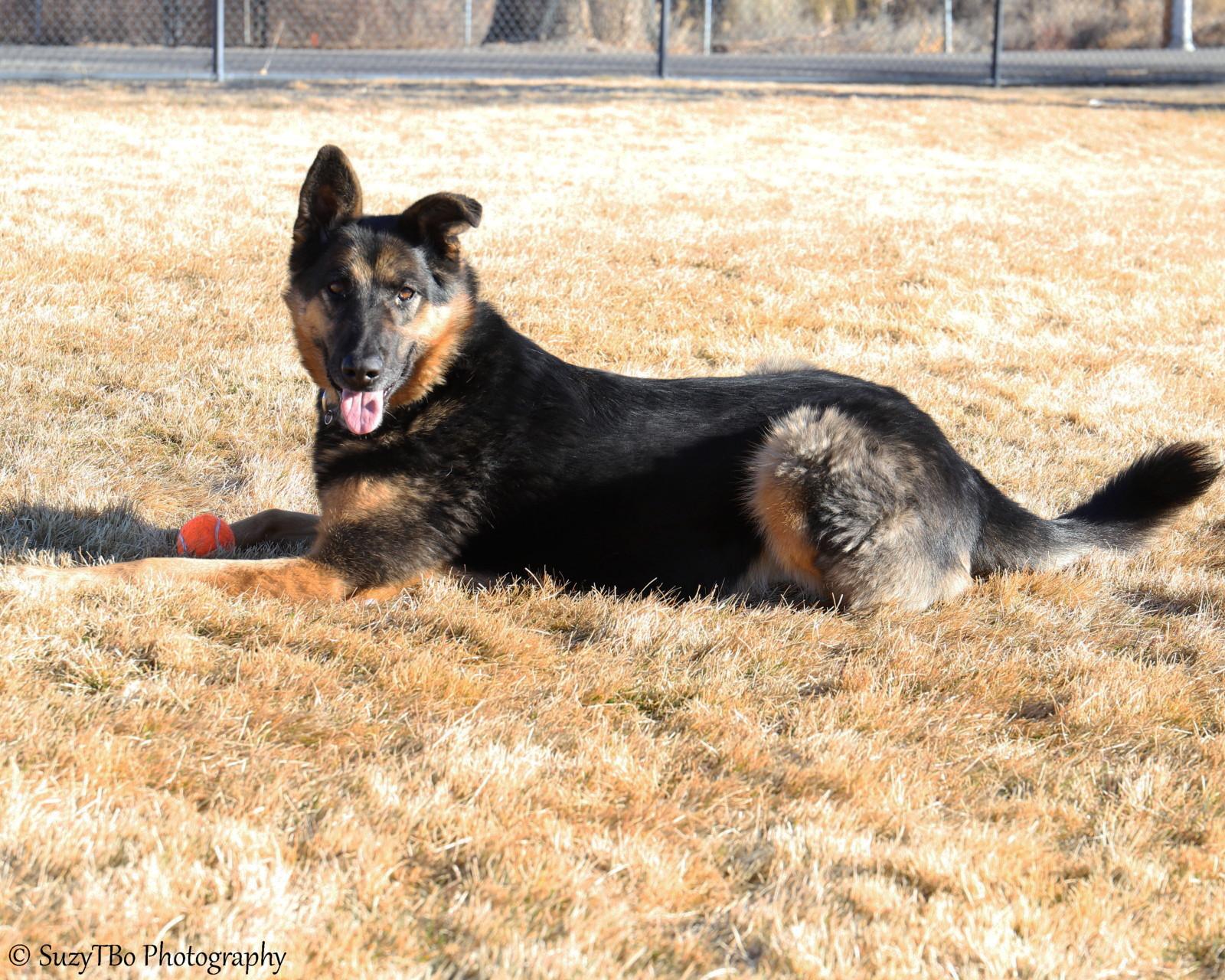 Enlarge Izzy, a ADOPTABLE German Shepherd Dog in Montrose, CO image 3/3