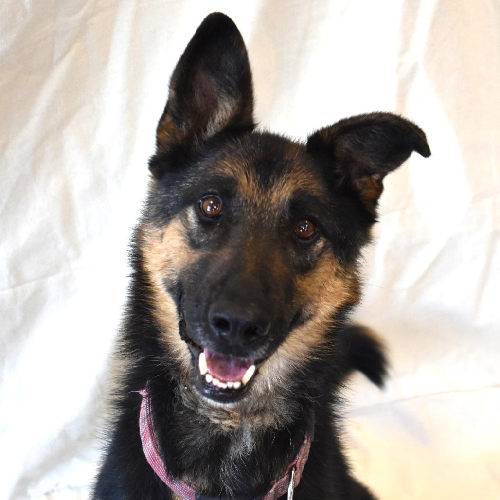 Izzy, ADOPTABLE, Adult Female German Shepherd Dog.