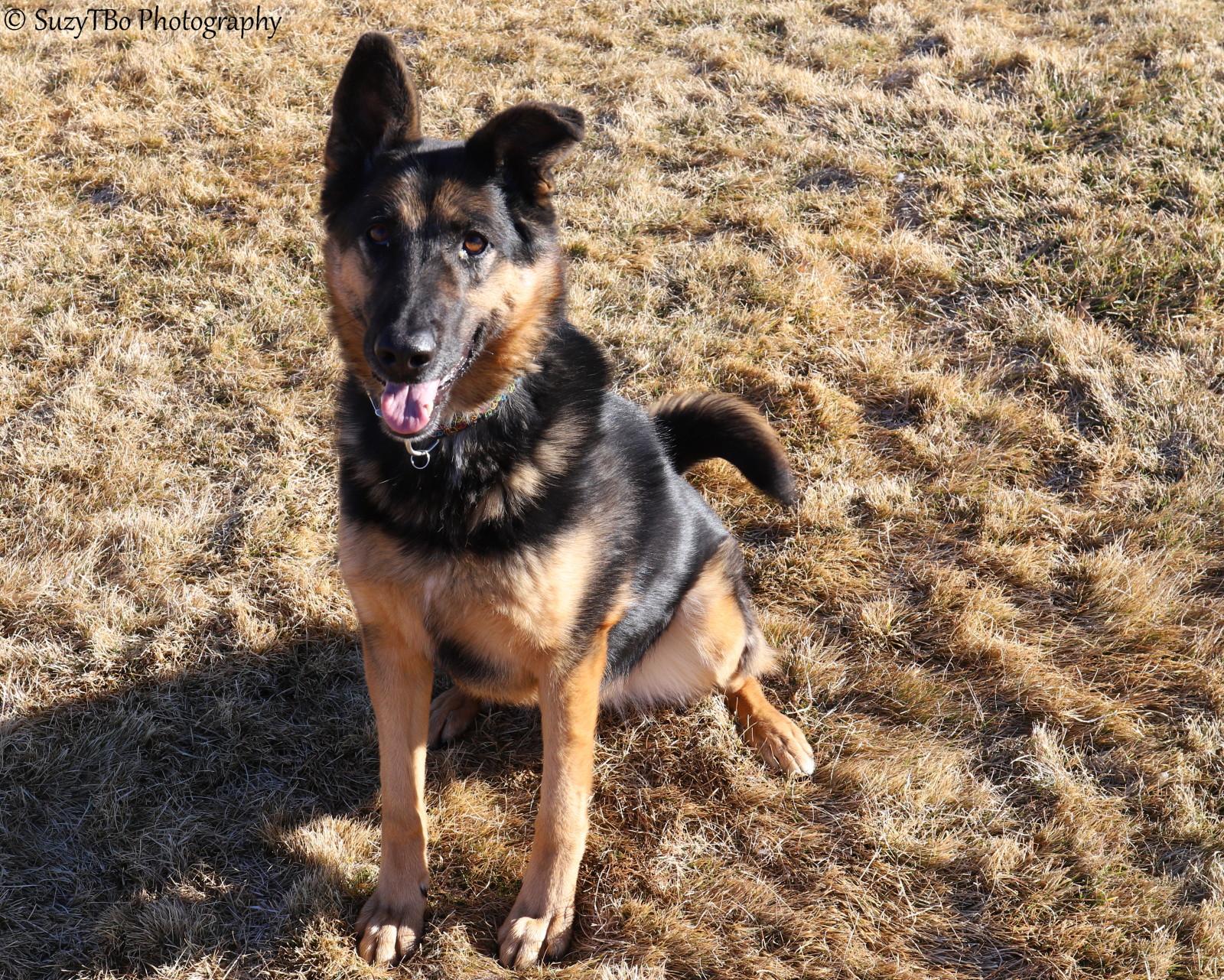 Enlarge Izzy, a ADOPTABLE German Shepherd Dog in Montrose, CO image 2/3