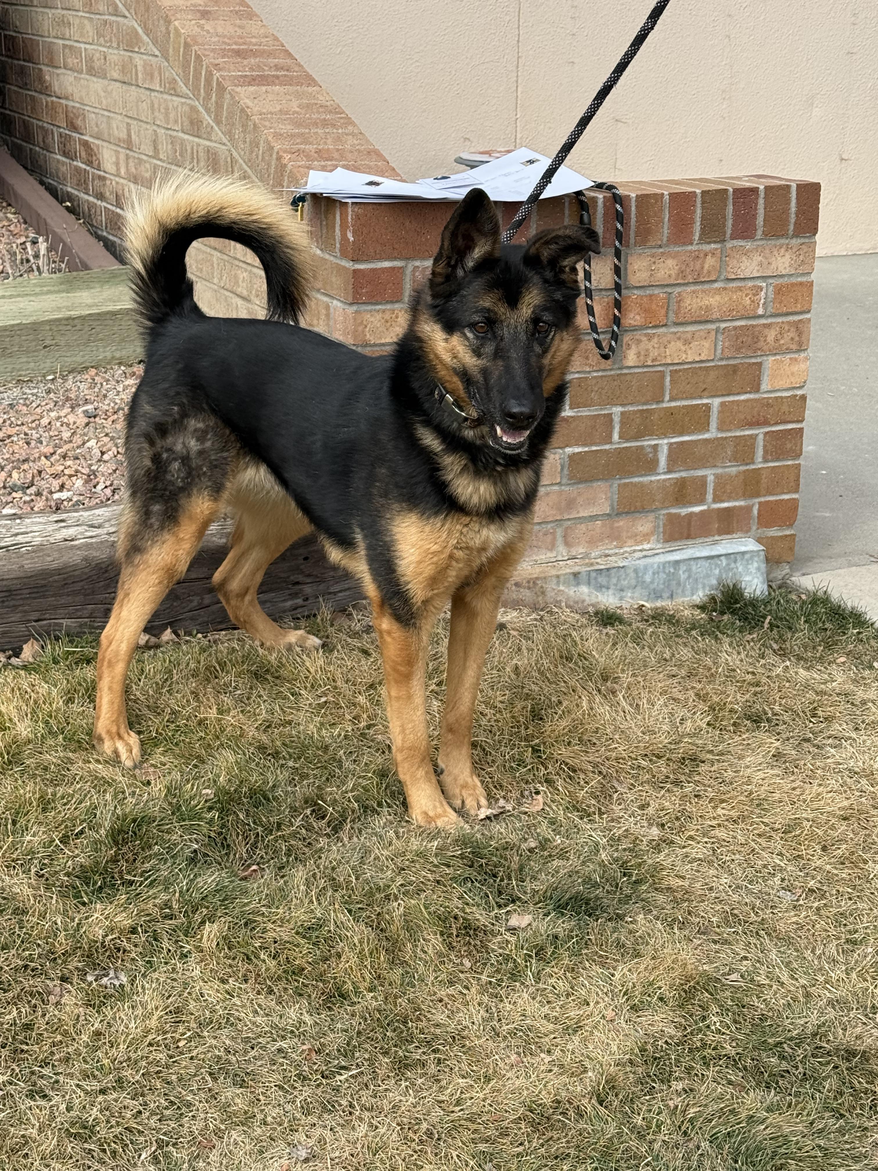 Izzy, ADOPTABLE, Adult Female German Shepherd Dog.