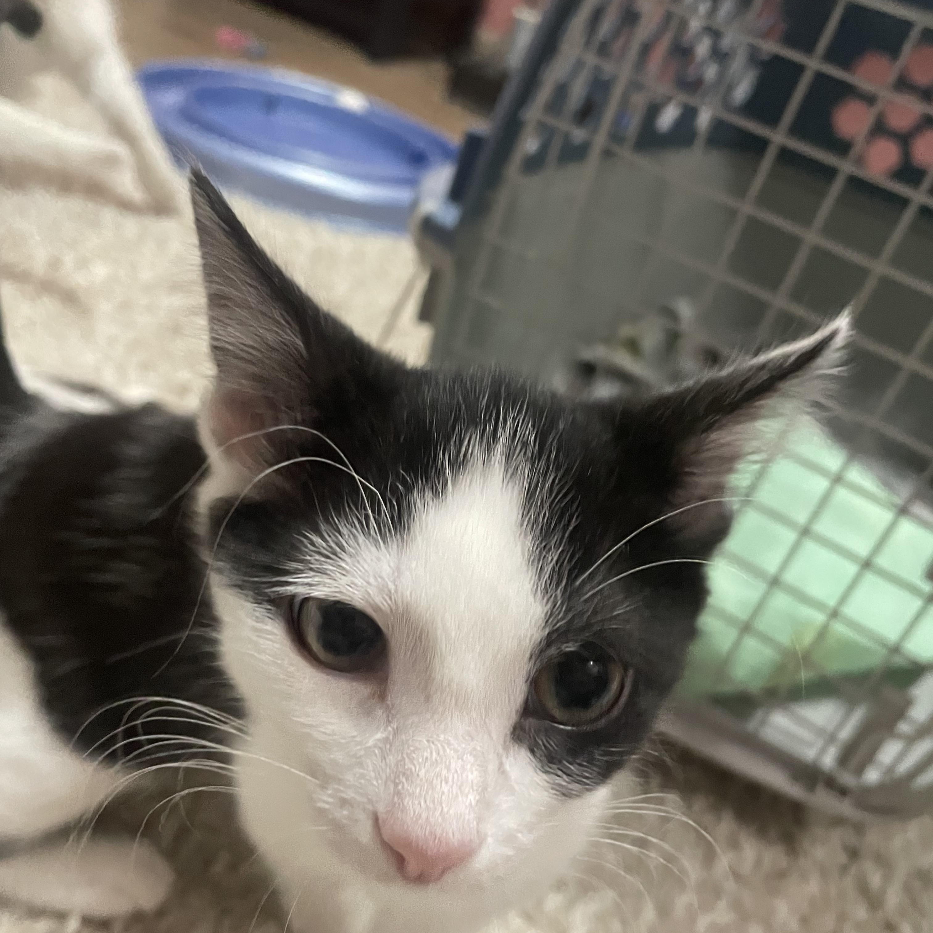 Eve, Adoptable, Kitten Female American Shorthair.