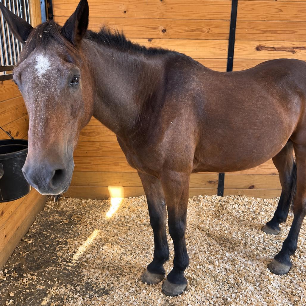 Enlarge Vinny, a Adoptable Quarterhorse in Stokesdale, NC image 1/2