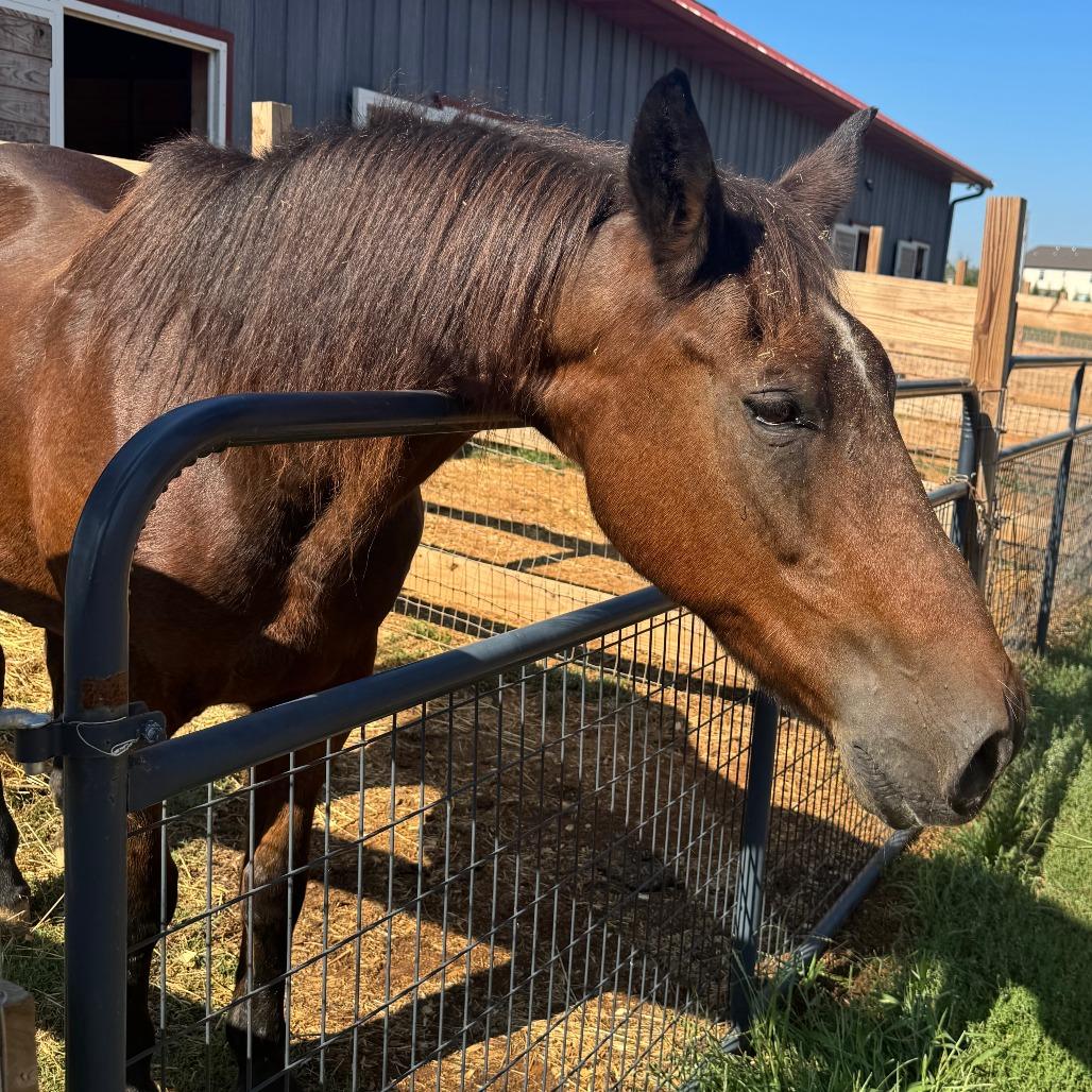 Enlarge Vinny, a Adoptable Quarterhorse in Stokesdale, NC image 2/2