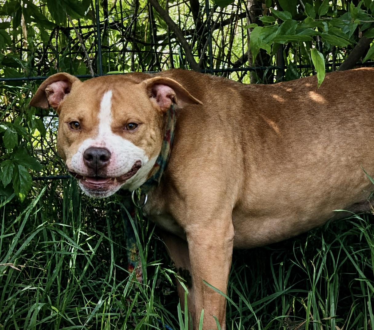 Momo, a ADOPTABLE mixed breed in San Francisco, CA image 4/5