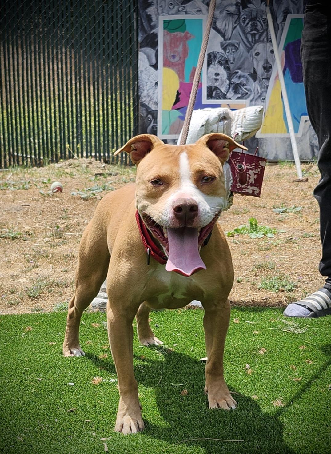 Momo, ADOPTABLE, Adult Male Staffordshire Bull Terrier.