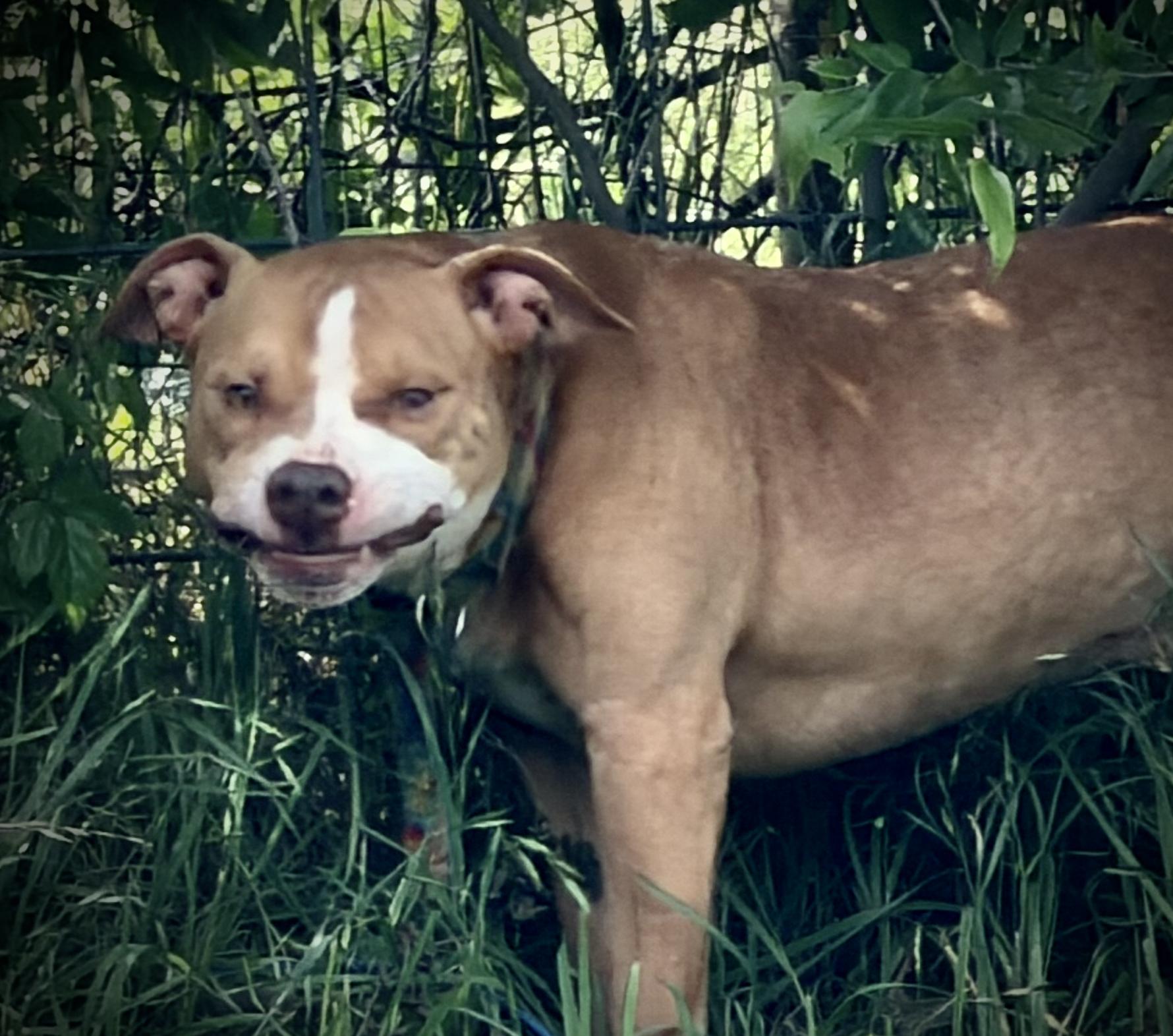 Enlarge Momo, a ADOPTABLE mixed breed in San Francisco, CA image 3/4