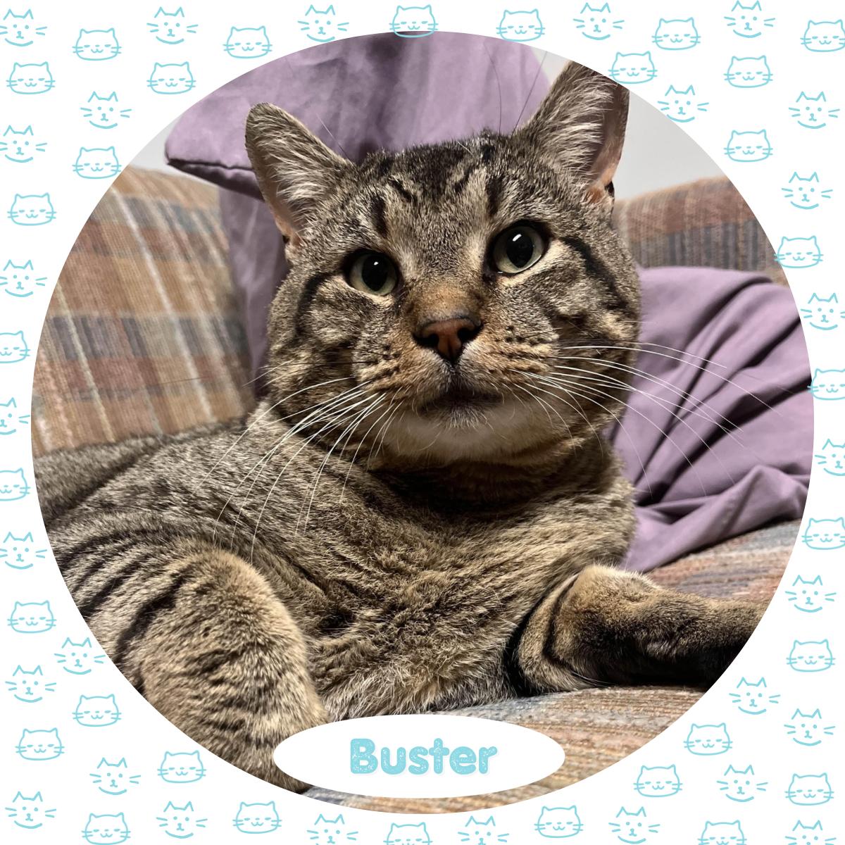 Buster, Adult Male American Shorthair