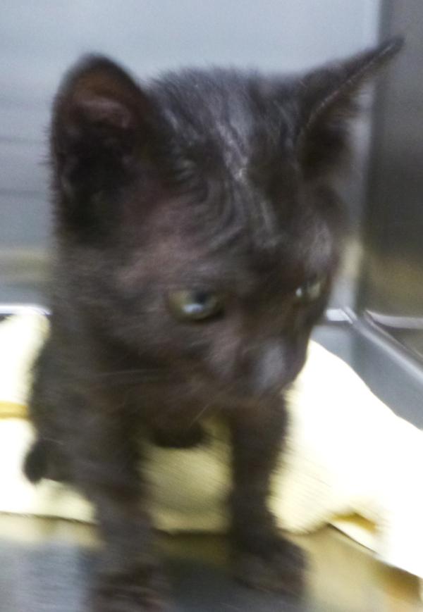 Binx, Adoptable, Kitten Male Domestic Short Hair.