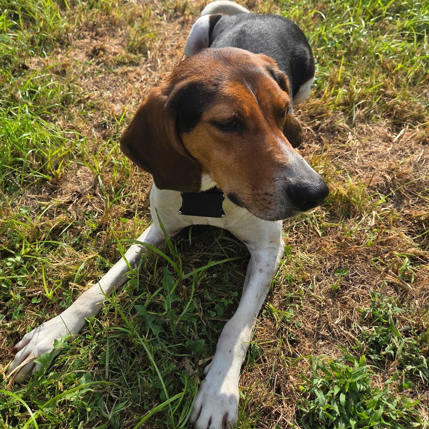Enlarge Jamie, a Adoptable Treeing Walker Coonhound in Terrace Park, OH image 1/6