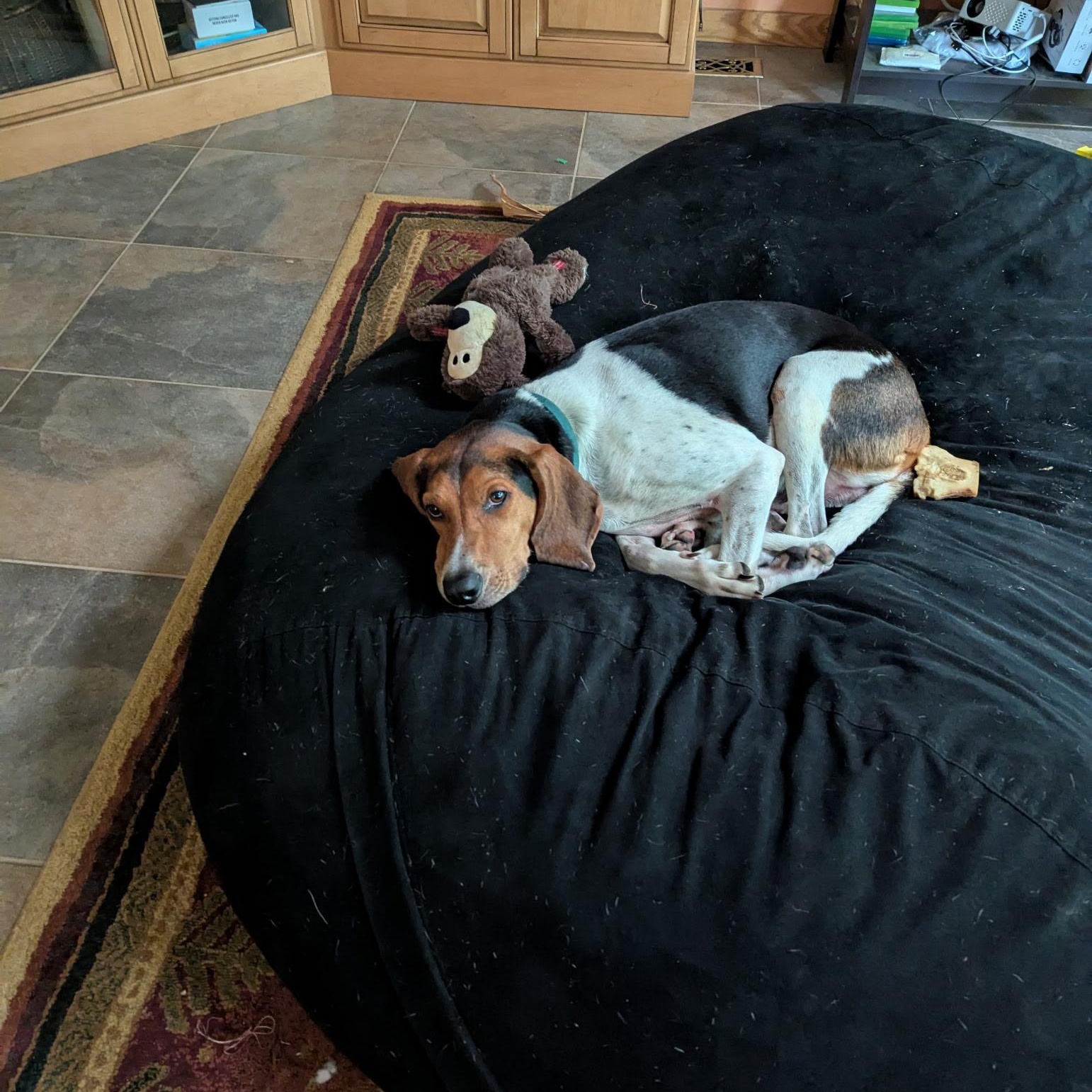Enlarge Jamie, a Adoptable Treeing Walker Coonhound in Terrace Park, OH image 6/6