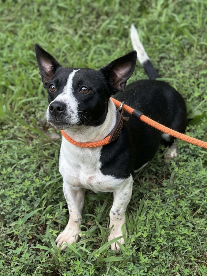 Daphne, an adopted mixed breed in Richmond, VA image 1/6