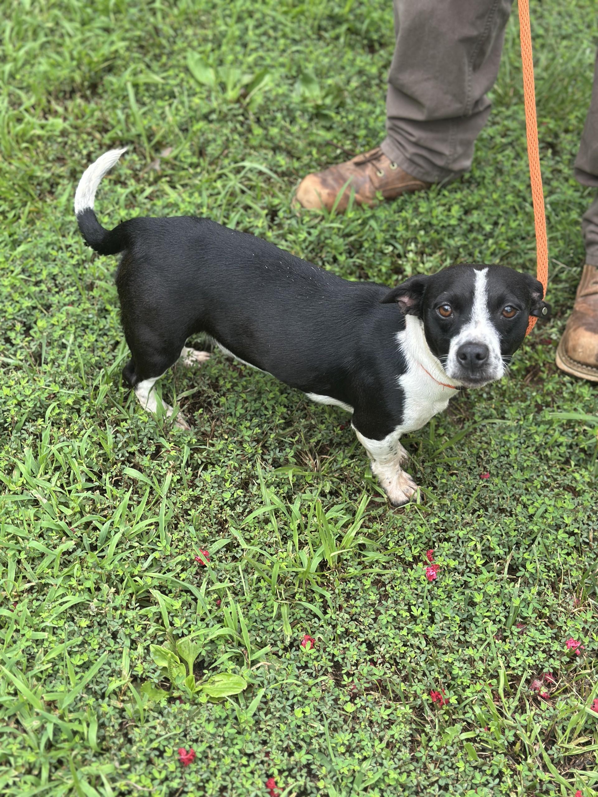 Daphne, an adopted mixed breed in Richmond, VA image 6/6