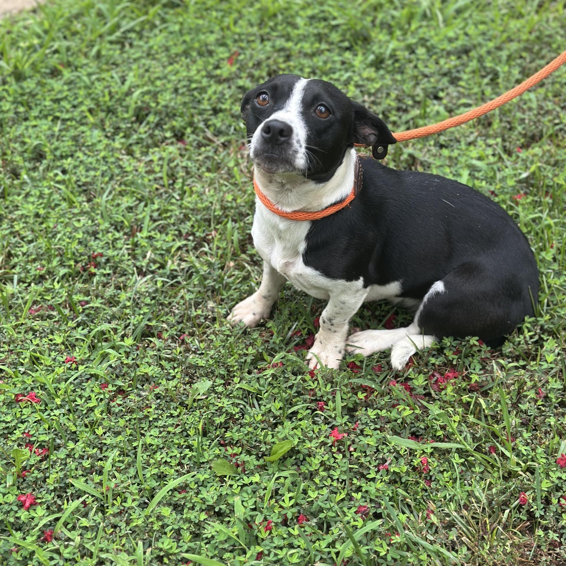Daphne, an adopted mixed breed in Richmond, VA image 5/6
