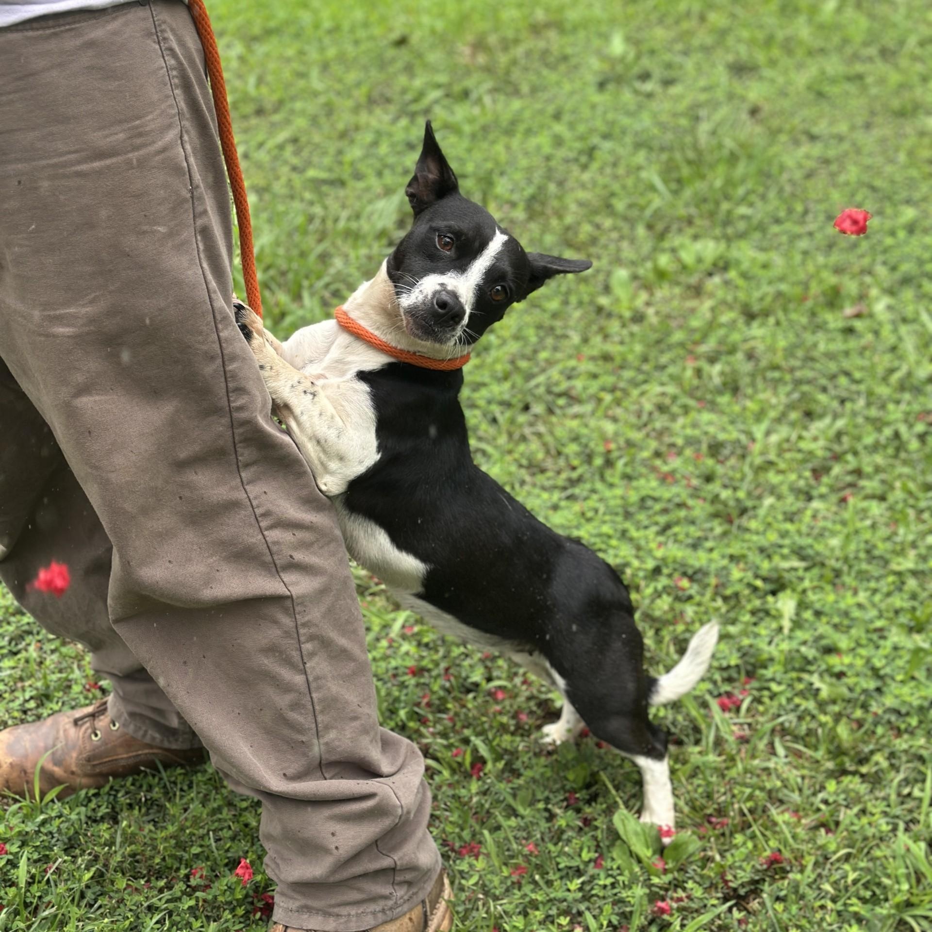 Daphne, an adopted mixed breed in Richmond, VA image 2/6
