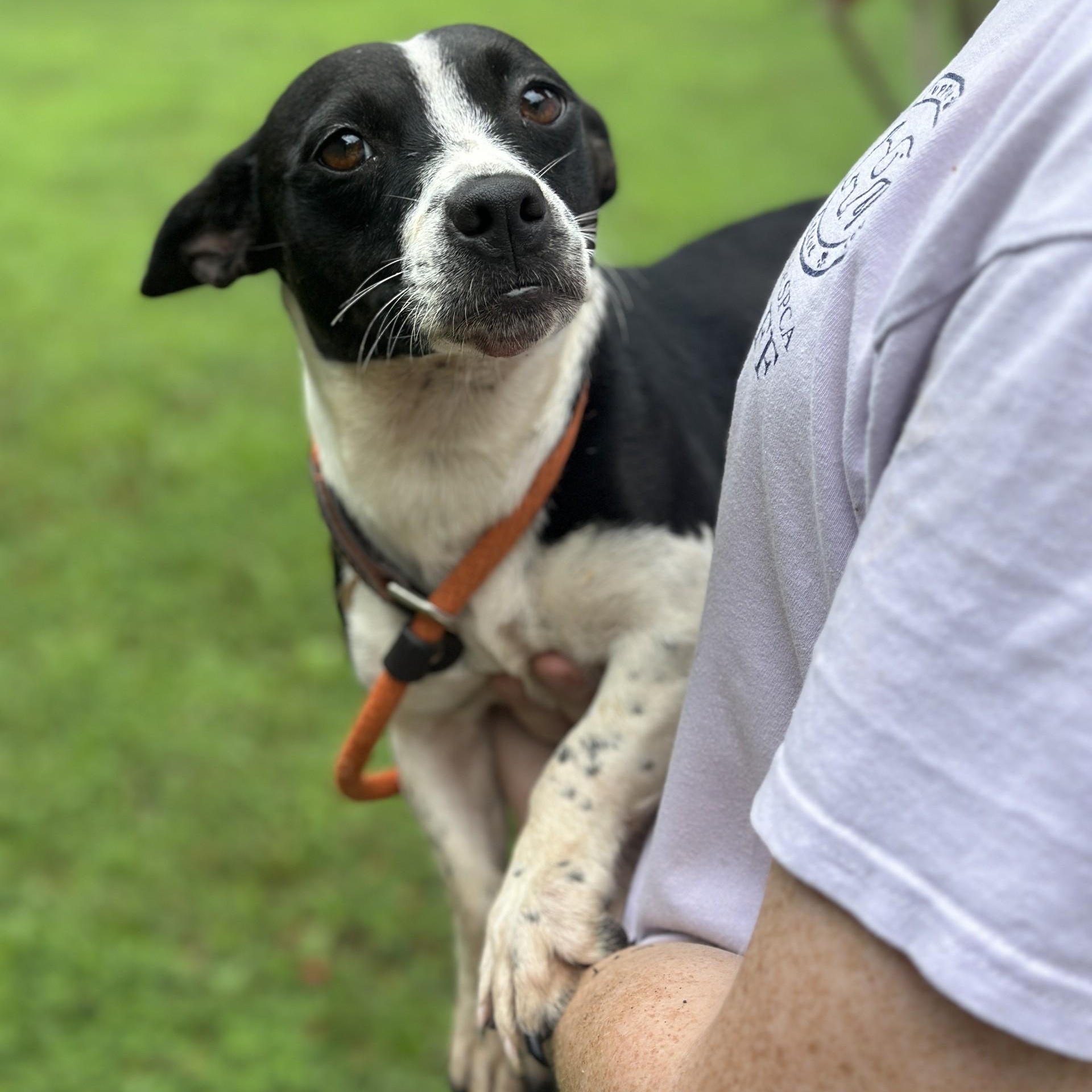 Daphne, an adopted mixed breed in Richmond, VA image 4/6