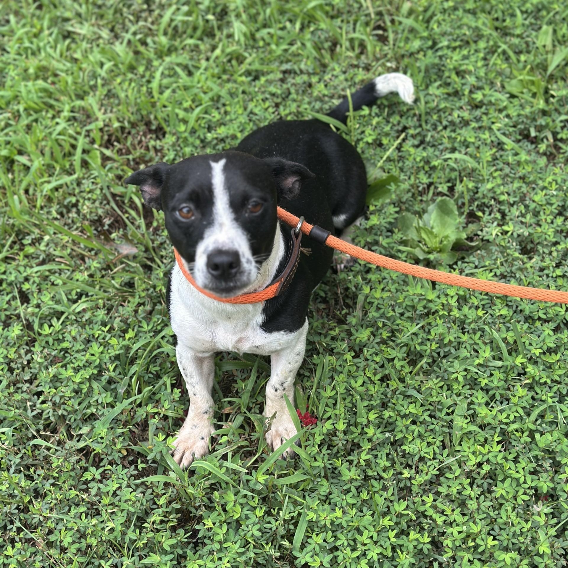 Daphne, an adopted mixed breed in Richmond, VA image 3/6