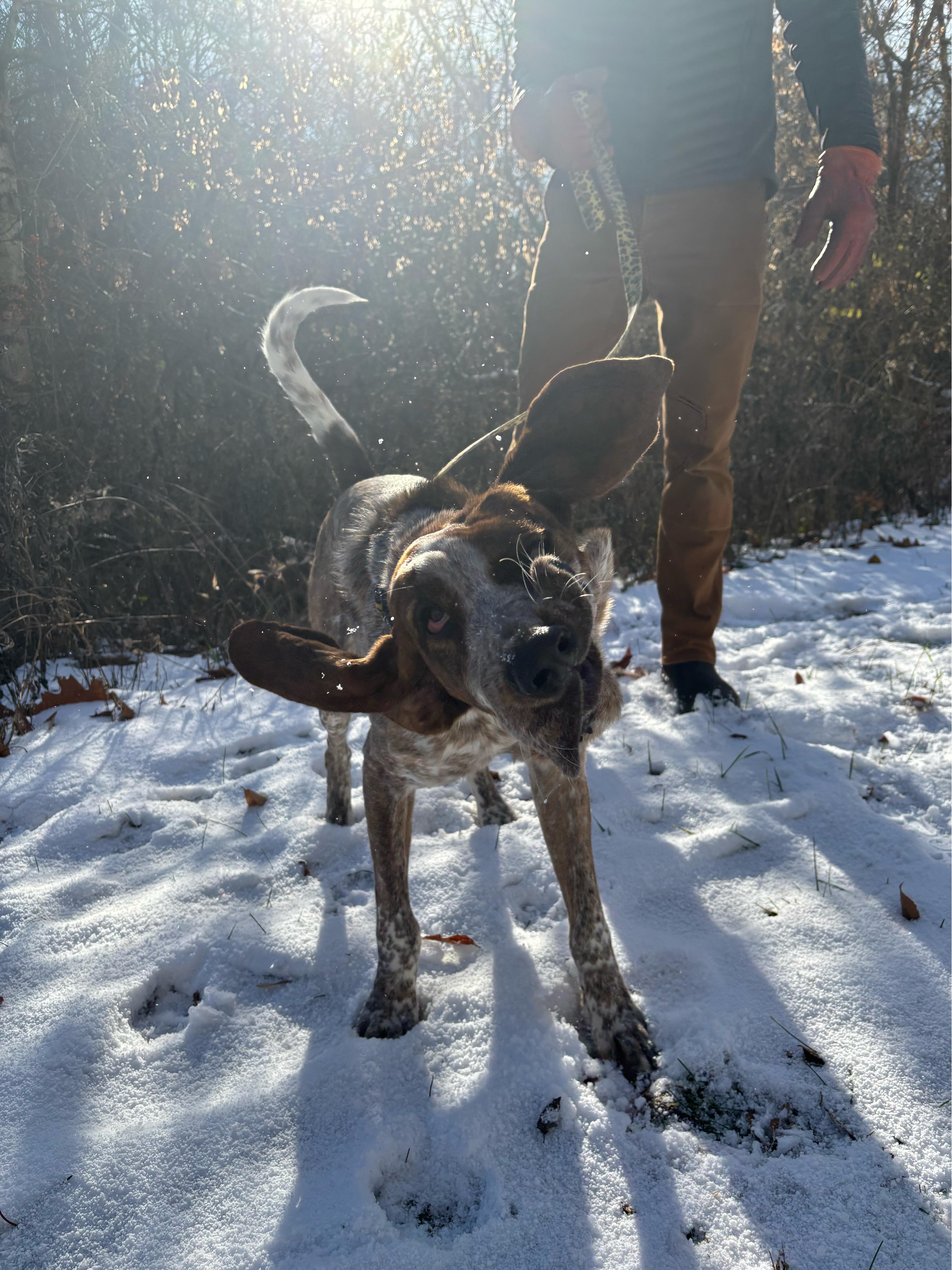 Brandy, a Adoptable Coonhound in Rochester, NY image 6/6