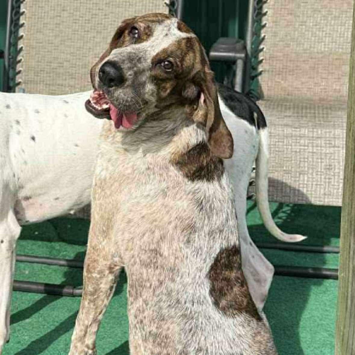 Brandy, a Adoptable Coonhound in Rochester, NY image 3/6