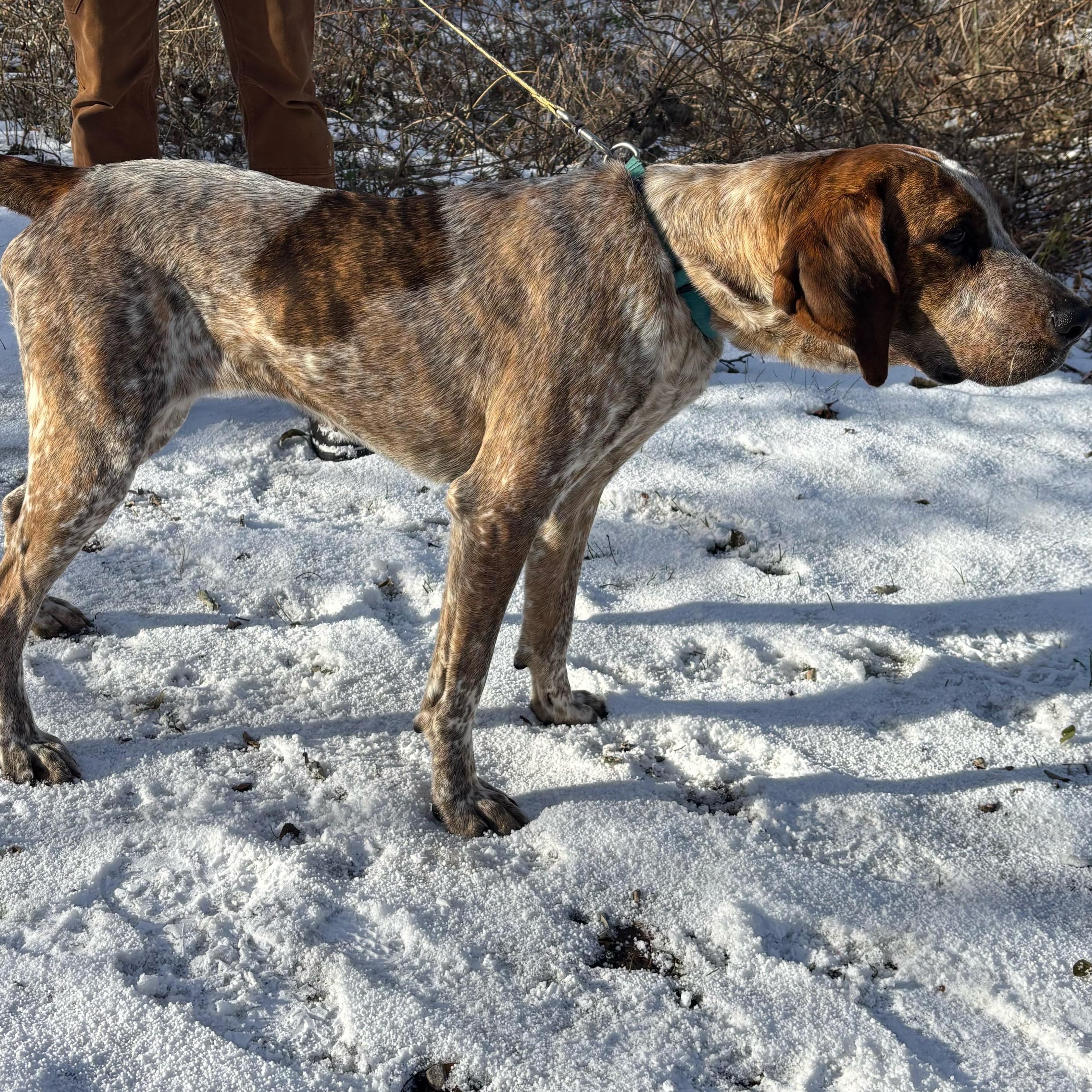 Brandy, a Adoptable Coonhound in Rochester, NY image 2/6