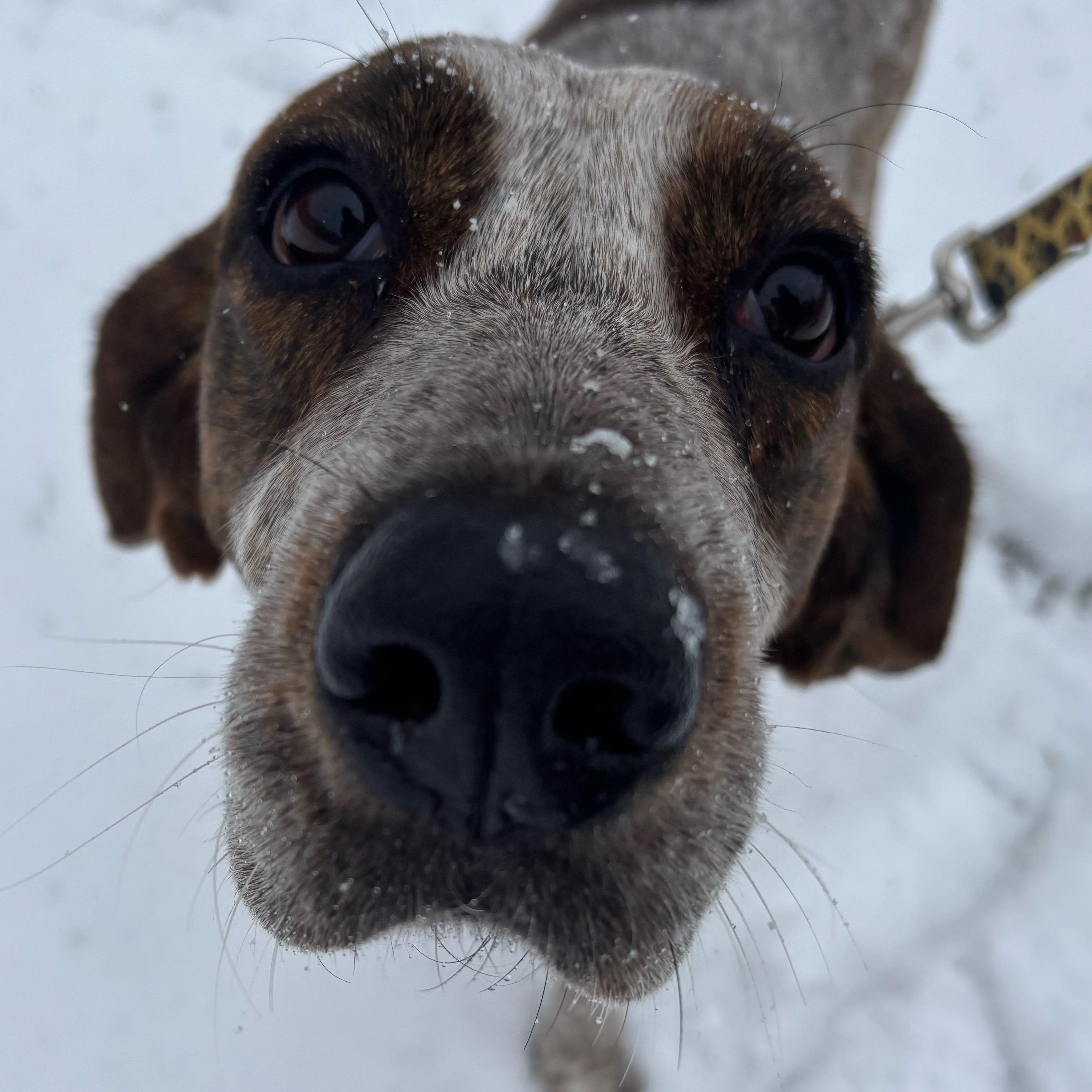 Brandy, a Adoptable Coonhound in Rochester, NY image 4/6
