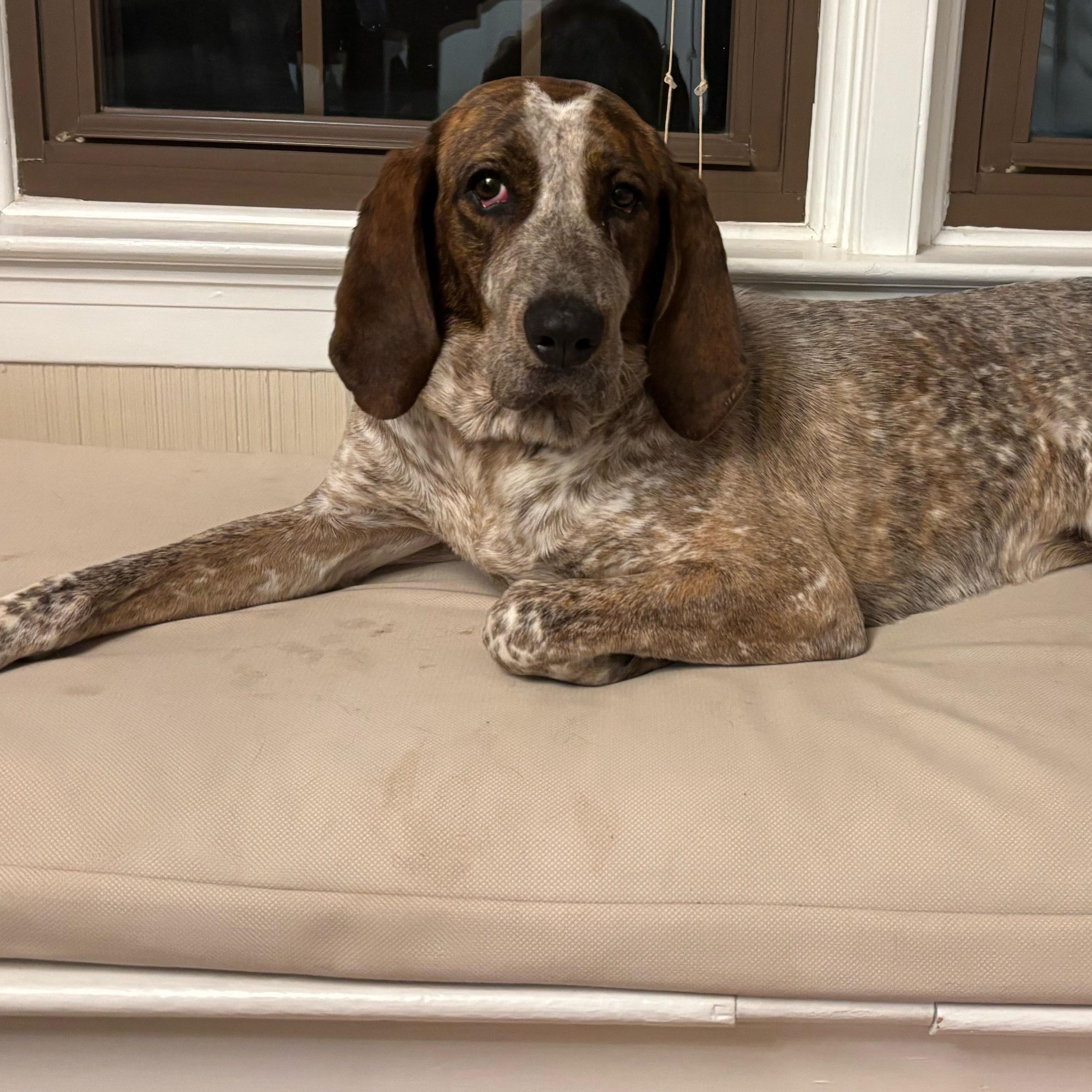 Brandy, Adoptable, Young Female Coonhound.