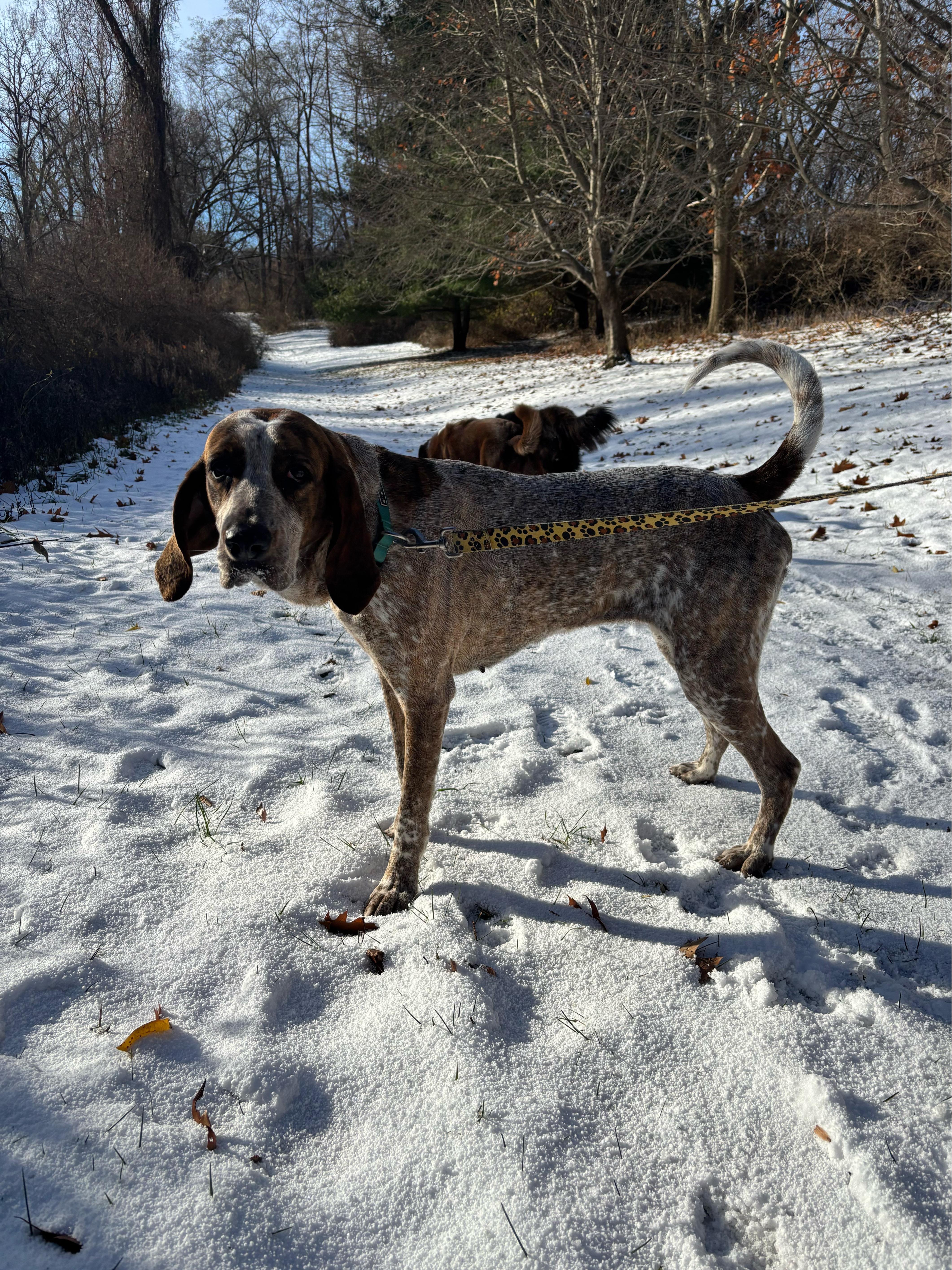 Brandy, a Adoptable Coonhound in Rochester, NY image 5/6
