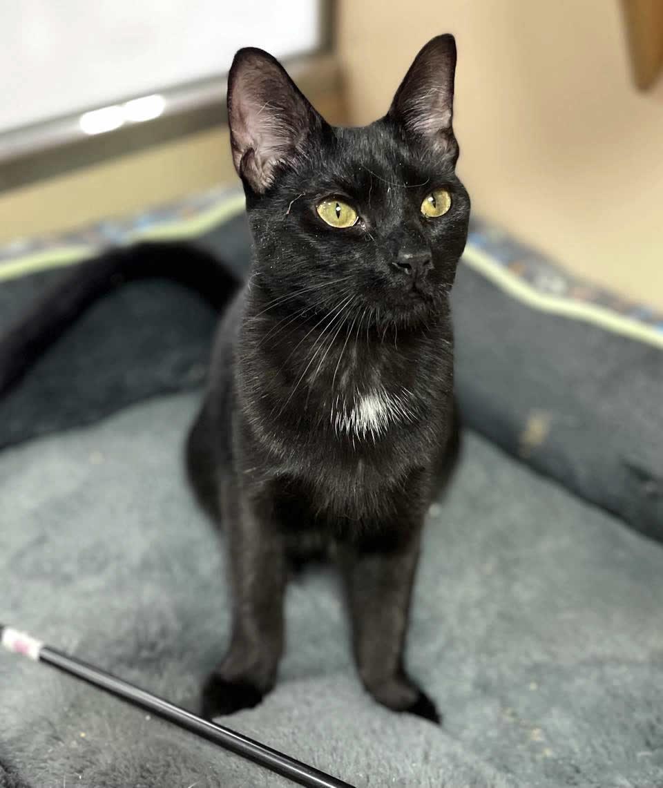 Enlarge Hiccup, a Adoptable Domestic Short Hair in Miami, FL image 3/5