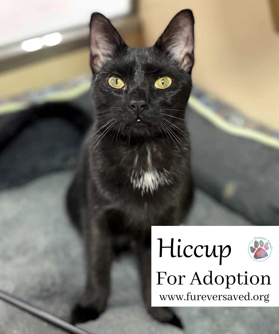 Hiccup photo 4