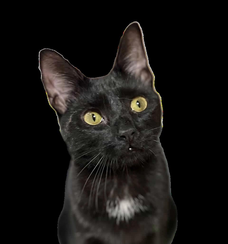 Enlarge Hiccup, a Adoptable Domestic Short Hair in Miami, FL image 4/5