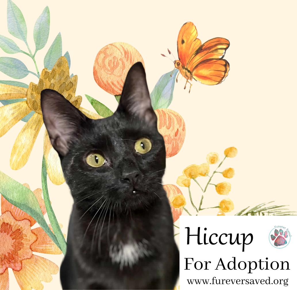 Enlarge Hiccup, a Adoptable Domestic Short Hair in Miami, FL image 1/5
