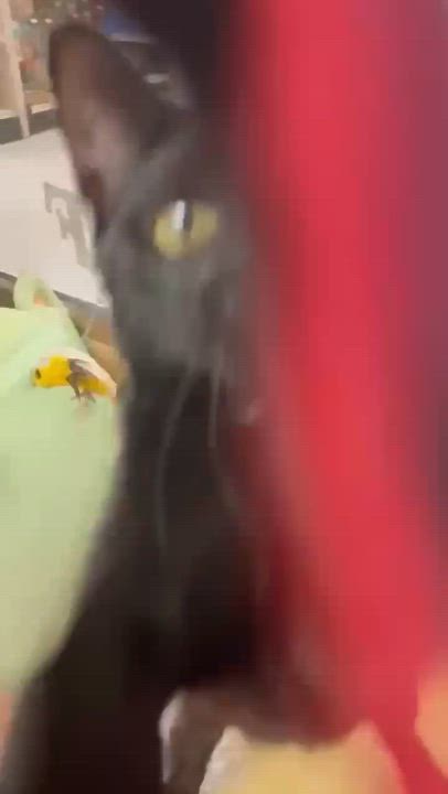 Enlarge Hiccup, a Adoptable Domestic Short Hair in Miami, FL video 2/5