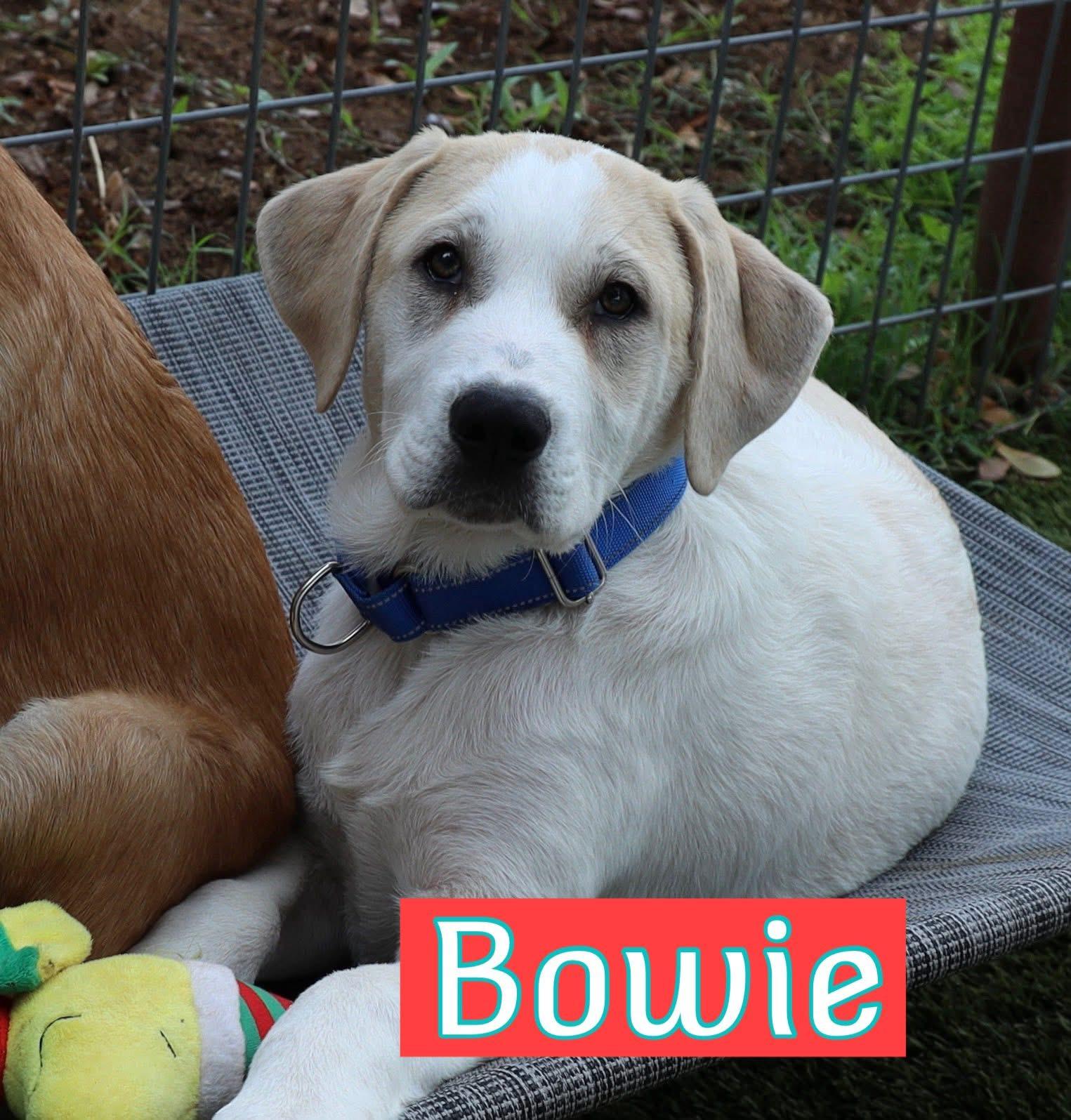 The Alamo Boys , ADOPTABLE, Puppy Male Labrador Retriever.