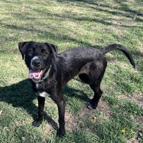 Enlarge Raffi, a Adoptable mixed breed in Edmond, OK image 1/5