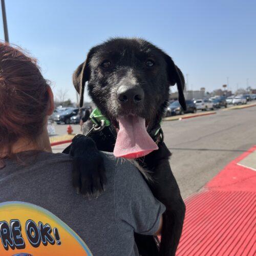 Enlarge Raffi, a Adoptable mixed breed in Edmond, OK image 2/5
