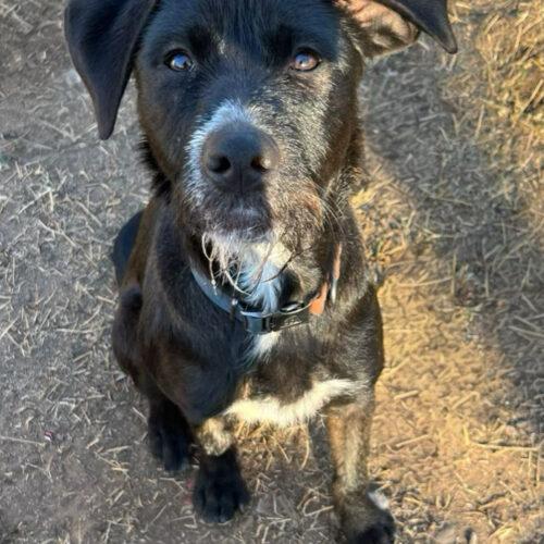 Raffi, Adoptable, Puppy Male Black Labrador Retriever & Wirehaired Terrier.