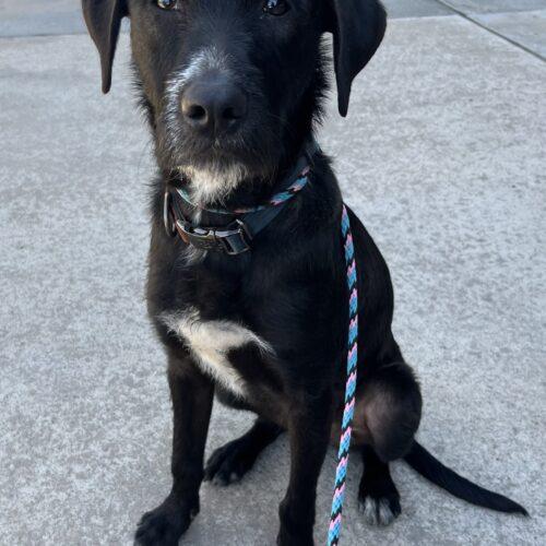 Enlarge Raffi, a Adoptable mixed breed in Edmond, OK image 3/5