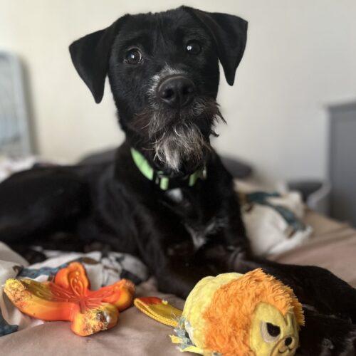Raffi, Adoptable, Puppy Male German Wirehaired Pointer & Mixed Breed.