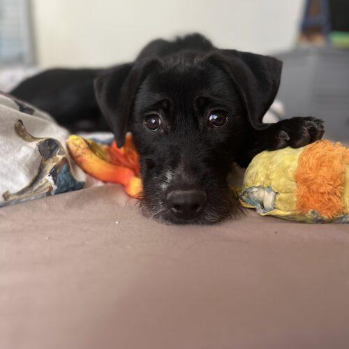 Enlarge Raffi, a Adoptable mixed breed in Edmond, OK image 5/5