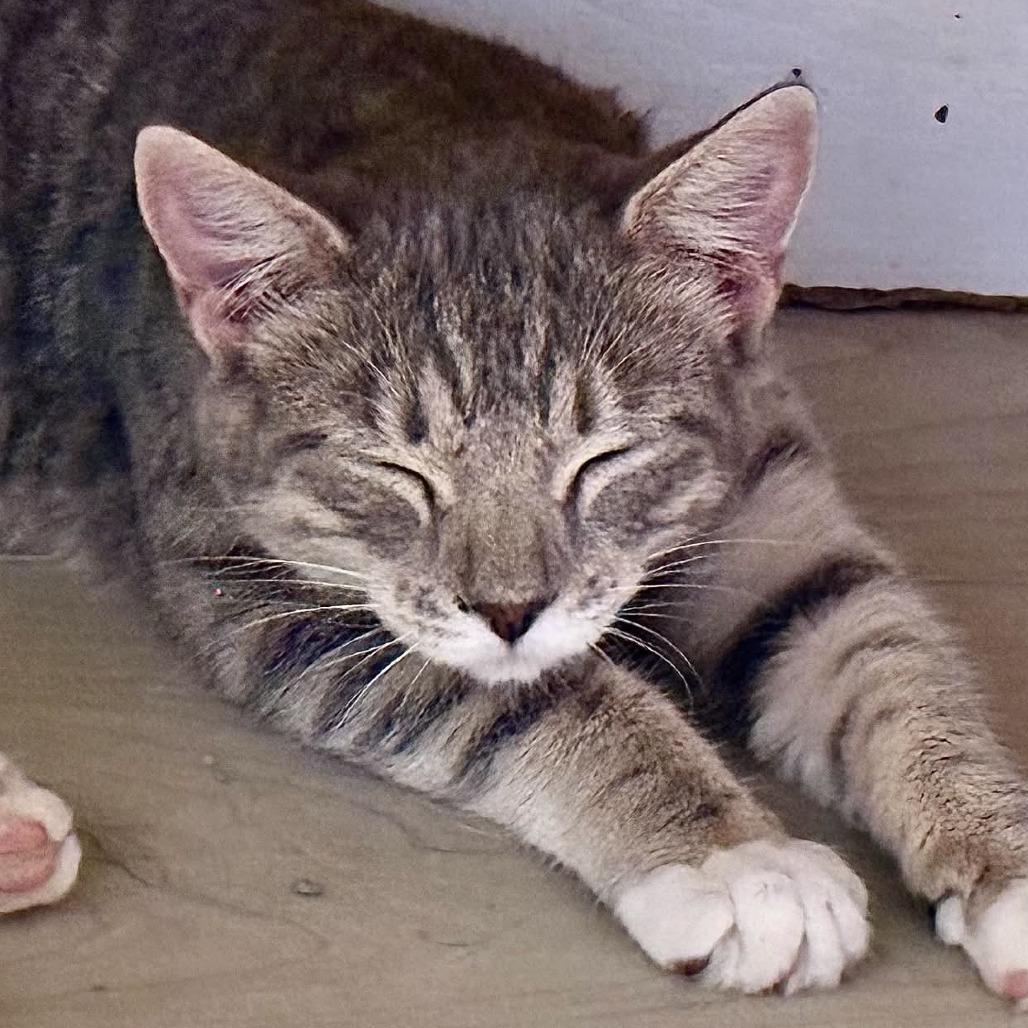 Enlarge Kevin, a Adoptable Domestic Short Hair in Marion, IL image 1/1