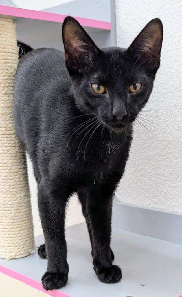 Bee, Adoptable, Kitten Male Domestic Short Hair.