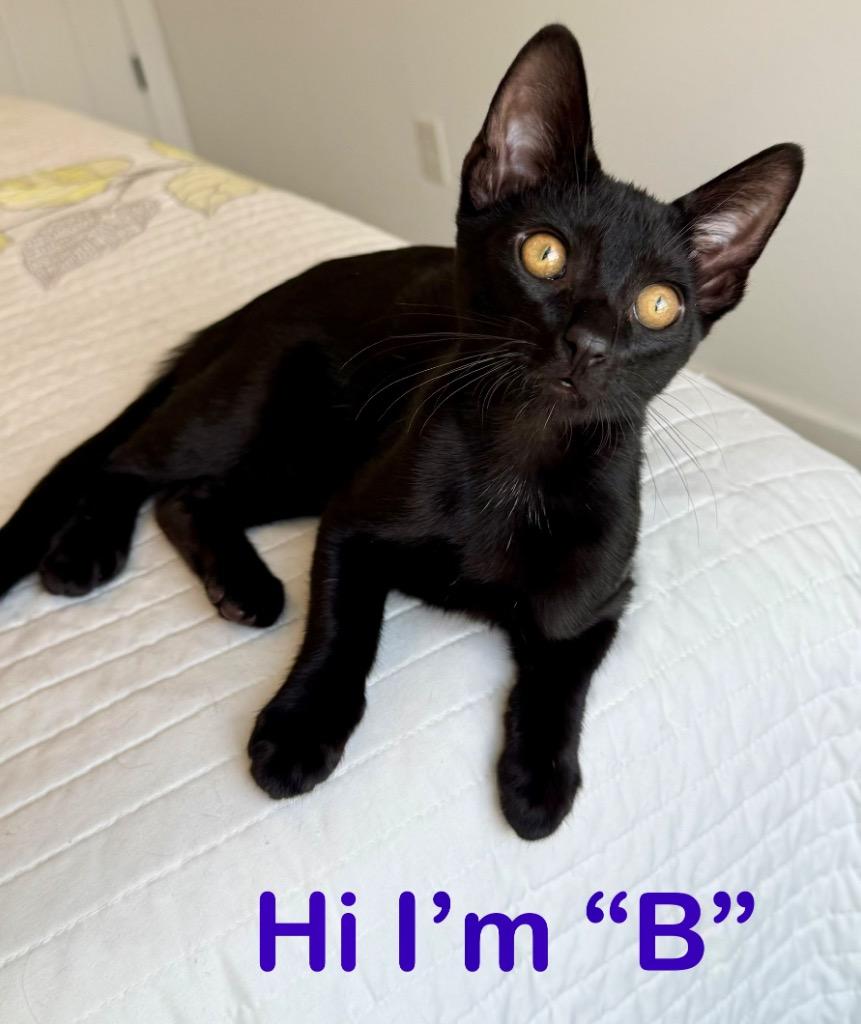 Bee, a Adoptable mixed breed in Peoria, AZ image 2/2