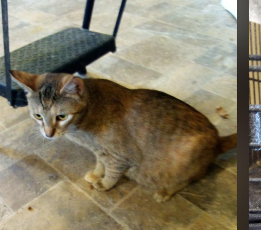 Cheesecake, Adoptable, Young Female Domestic Short Hair.