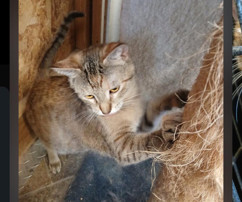 Enlarge Cheesecake, a Adoptable Domestic Short Hair in Thatcher, AZ image 2/2