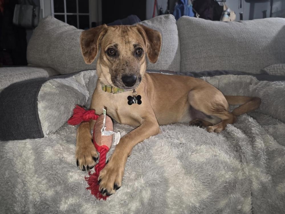 Grayson, ADOPTABLE, Puppy Male Hound.