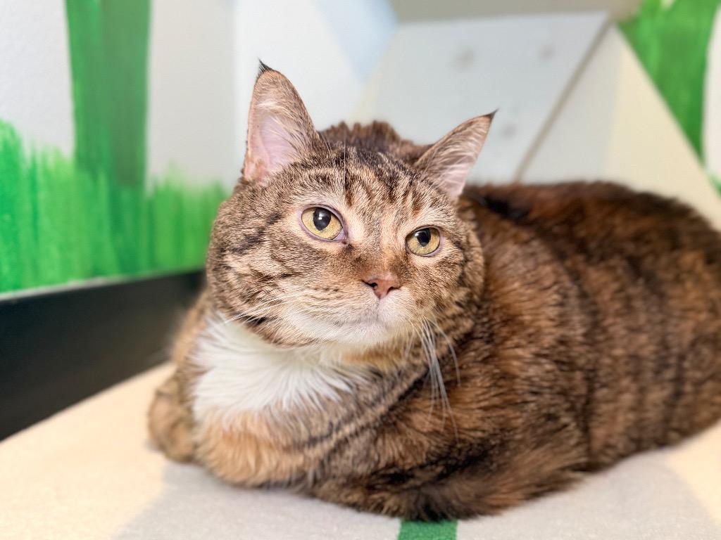 Enlarge Meatball, a Adoptable mixed breed in Menomonie, WI image 1/2