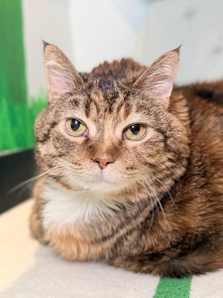 Enlarge Meatball, a Adoptable mixed breed in Menomonie, WI image 2/2
